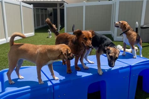 doggy daycare carmel|Carmel Dog Boarding & Day Care